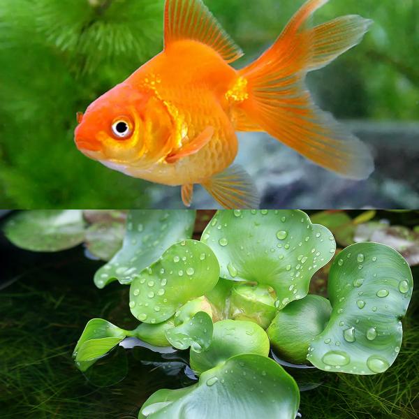 チャーム（charm） （国産金魚）（水草）琉金（1匹） ＋ホテイ草（1