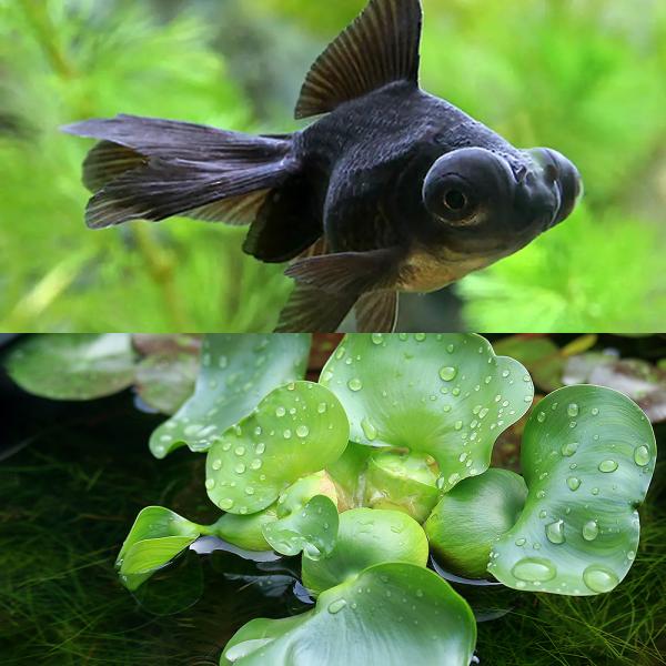 チャーム（charm） （国産金魚）（水草）出目金（デメキン）黒（1匹