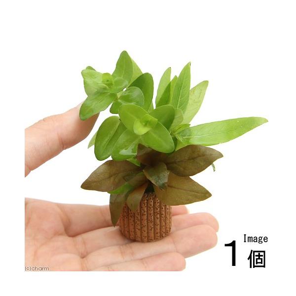 ijCt}`ij񂹐A~bNXitji_jiPj