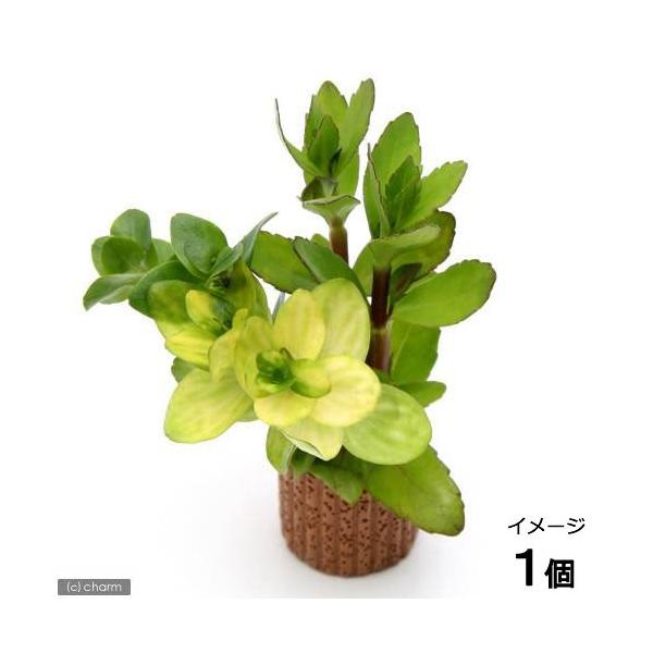 ijCt}`ijoRp~bNXitji_jiPj