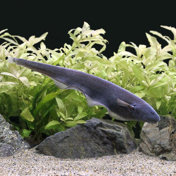 ロイヤルナイフフィッシュ60センチ以上