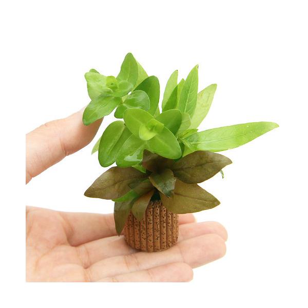 ijCt}`ij񂹐A~bNXitji_jiTj