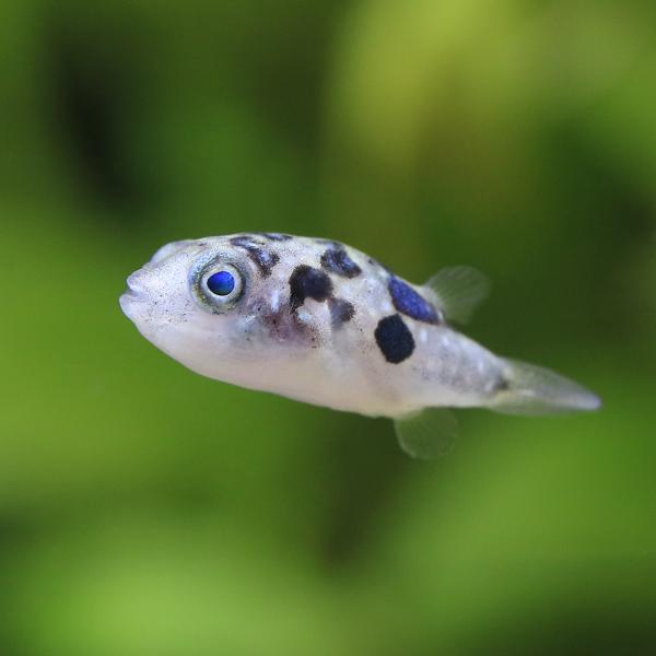 熱帯魚・エビ他　その他の熱帯魚　フグ・パファーの仲間　アベニー・パファー　３匹　フグの仲間　yokuderu60　wekosk708　アベニー・パファー　マーブルアベニーパファー　淡水フグ　Ｃａｒｉｎｏｔｅｔｒａｏｄｏｎ　Ｔｅｔｒａｏｄｏｎ...