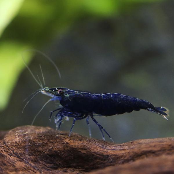 PF_SPQ　_aqua　熱帯魚・エビ他　ヌマエビ系　チェリーシュリンプ系　１匹　sapphire　藍寶石　20241201　RN　y24m12