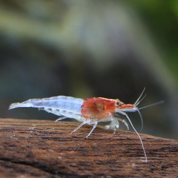 PF_SPQ　_aqua　熱帯魚・エビ他　ヌマエビ系　ルリー・シュリンプ　レッドルリーシュリンプ　３匹　ビーシュリンプ・エビ　琉璃蝦　リリーシュリンプ　チェリーシュリンプ系　エビ生体　えび生体　レッド系　LittleRedRidingHoo...