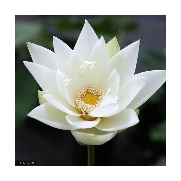 ビオトープ　ガーデニング　水辺植物　ハス　hasu_10bai0731　all_plants　20100418　YH　tuihi_rotas0614　発芽待ちハス　set_hasu_kenbu　植物　植物生体　ガーデニング生体　育て方　育成...