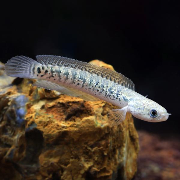 PF_SPQ　熱帯魚・エビ他　ベタ・グラミー・アナバス　スネークヘッド・他　コウタイ　レッドギャラクシー　１匹　Ｃｈａｎｎａ　ａｓｉａｔｉｃａ　ｖａｒ．　七星魚　キャリコスネークヘッド　ベタ・グラミー　その他　channa　20241208...