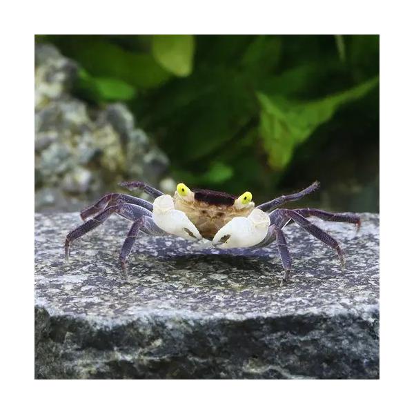 PF_SPQ　_aqua　_insect　熱帯魚・エビ他　ザリガニ・その他生体　バンパイア・クラブ　ドワーフクラブ　Ｇｅｏｓｅｓａｒｍａ　fish_database　スラウェシシュリンプ　ヴァンパイヤクラブ　ファルコンバンパイヤクラブ　ファ...