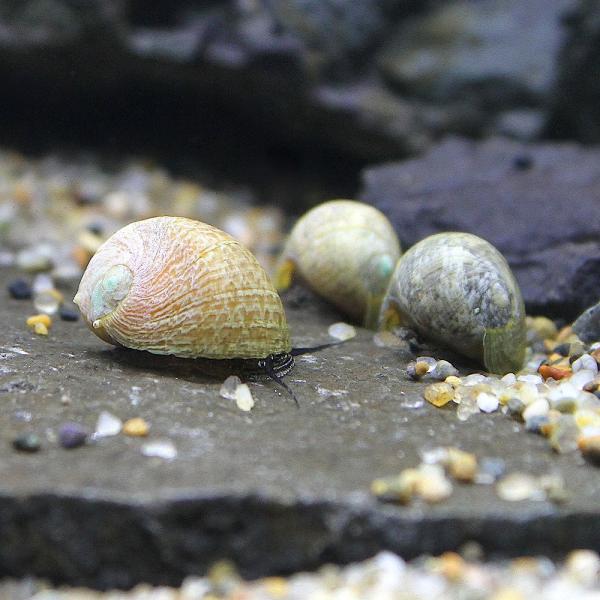 熱帯魚・エビ他　貝　種類で選ぶ　石巻・サザエ・フネアマ　１匹　ビオトープにおすすめの生体　鹿子貝　鹿の子貝　カノコガイ　Neritina sp