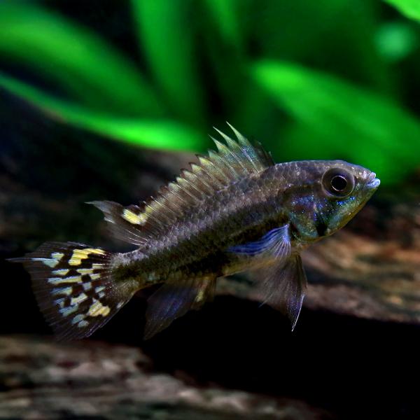 （熱帯魚）アピストグラマ・カカトイデス　スーパーレッド（東南ブリード）（１ペア）　北海道・九州航空便要保温