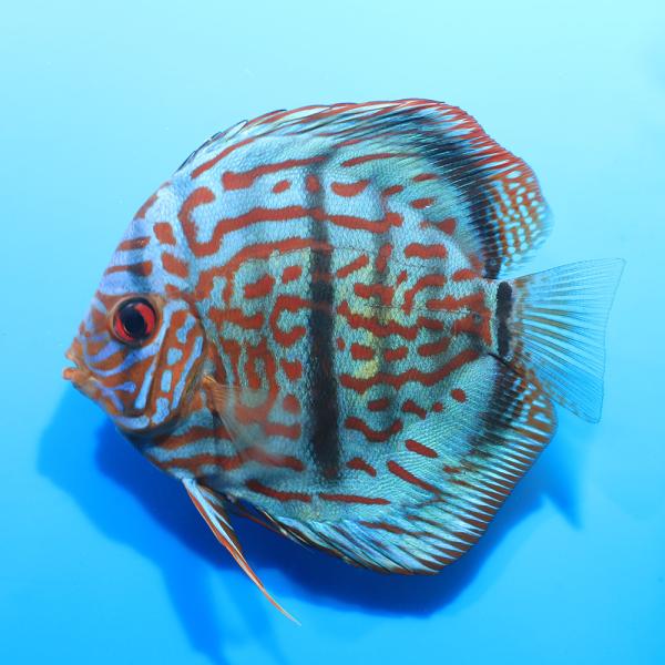 （熱帯魚）一点物 ベトナムヘッケル・ディスカス（Ｍサイズ）（インドネシアブリード）（１匹） 北海道・九州航空便要保温
