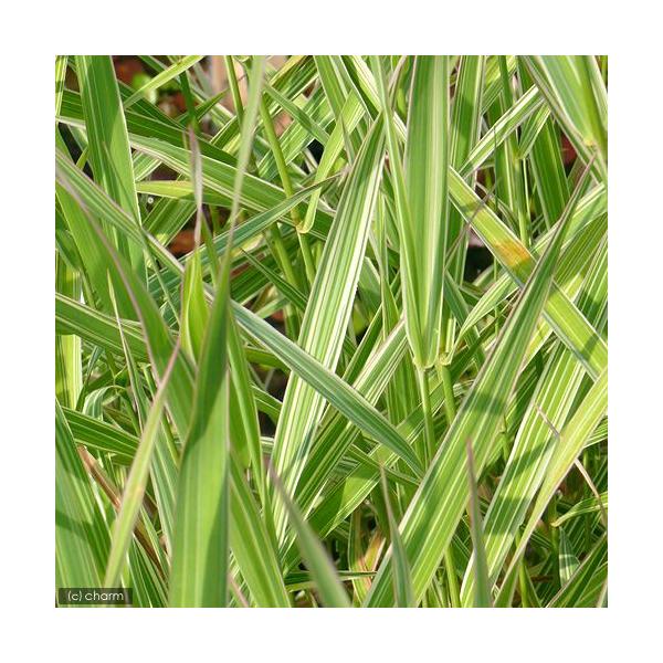 _aqua　_gardening　金魚・メダカ　ビオトープ　ウォーターガーデン　水辺植物　水生植物　オーナメンタルグラス　線形状　ガーデニング　その他水辺植物　all_plants　bio_130715　sanya_hachi_gar　植物...