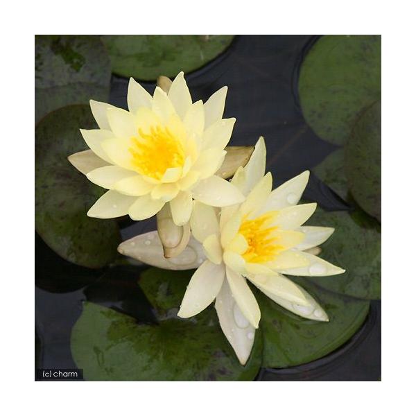 irIg[vj@@ѐ@iXCjij@Ih[^@XtA@n@r@iP|bgjixԁj