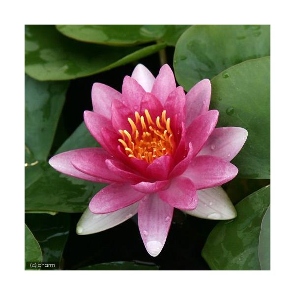 irIg[vj@@ѐ@iXCjij@[@O[h@q@f@iP|bgjixԁj