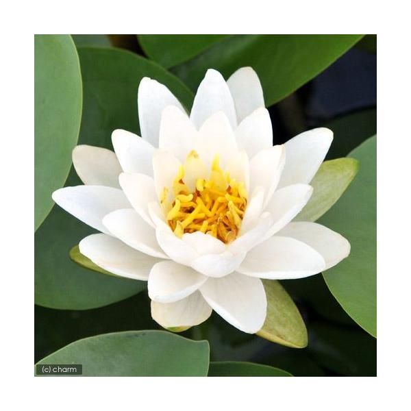 irIg[vj@@ѐ@iXCjij@|XgOo[O@or@iP|bgjixԁj