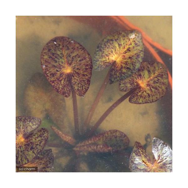 irIg[vj@@ѐ@iXCjiԁj@r\jAi@qr@iP|bgjixԁj