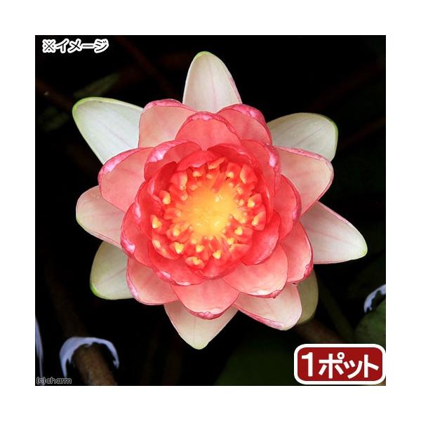 irIg[vj@@ѐ@iXCjiԁj@XeB[u@XgE@r@r@iP|bgjixԁj