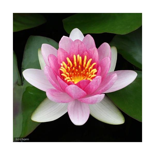 irIg[vj@@ѐ@iXCjiԁj@AgNV@`@iP|bgjixԁj