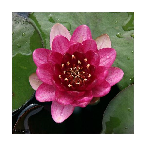 irIg[vj@@ѐ@iXCjiԁj@y[Y@xCr[@bh@or@a@q@iP|bgjixԁj