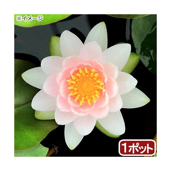 irIg[vj@@ѐ@iXCjij@sN@Ip[@o@n@iP|bgjixԁj