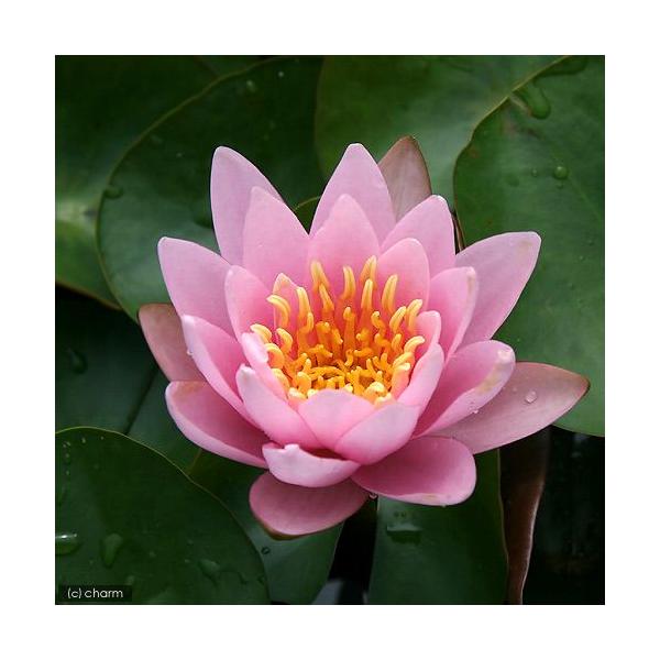 irIg[vj@@ѐ@iXCjij@sN@r[eB[@o@@iP|bgjixԁj