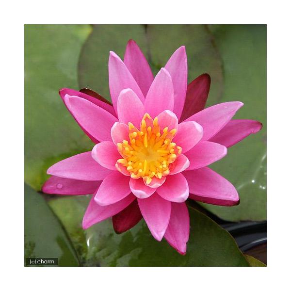 irIg[vj@@ѐ@iXCjij@Zu[V@b@iP|bgjixԁj