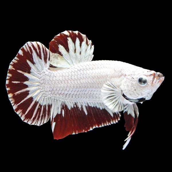 （熱帯魚）一点物 ベタ ハーフムーンプラカット フルメタルレッドドラゴン オス（１匹）