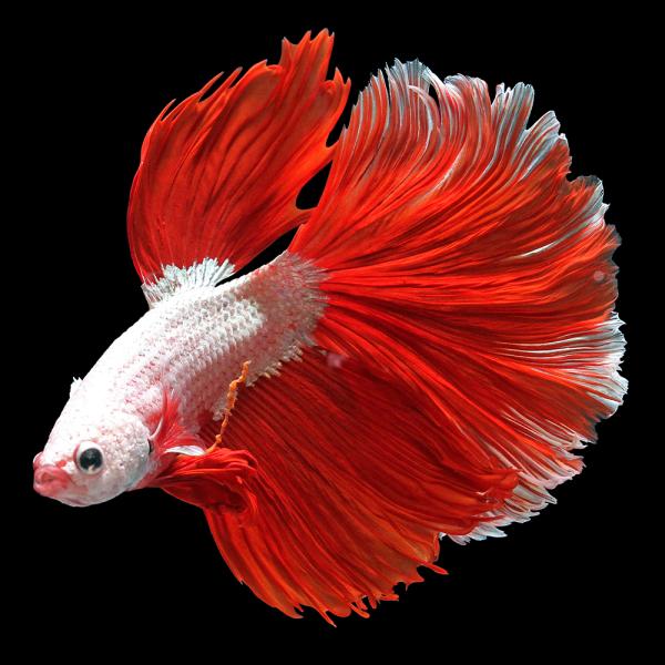 （熱帯魚）一点物 ベタ ハーフムーン レッドドラゴン オス（１匹）