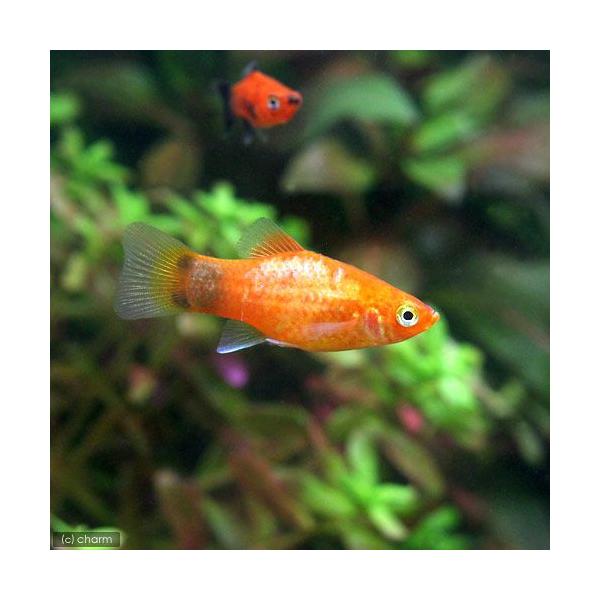 PF_SPQ　_aqua　熱帯魚・エビ他　プラティ・卵胎生メダカ　プラティの仲間　レッドミッキーマウス・プラティ　４匹　fish_database　メダカの仲間　Ｘｉｐｈｏｐｈｏｒｕｓ　ｍａｃｕｌａｔｕｓ　ｖａｒ．　ビギナーにオススメ　20...