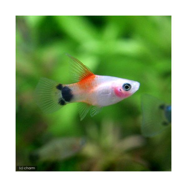 PF_SPQ　_aqua　熱帯魚・エビ他　プラティ・卵胎生メダカ　プラティの仲間　ハイフィンレッドバックミッキーマウス・プラティ　２匹　fish_database　Ｘｉｐｈｏｐｈｏｒｕｓ　ｍａｃｕｌａｔｕｓ　ｖａｒ．　メダカの仲間　2010...