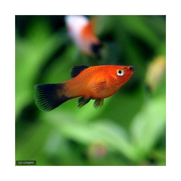 PF_SPQ　_aqua　熱帯魚・エビ他　プラティ・卵胎生メダカ　プラティの仲間　レッドワグ・プラティ　４匹　fish_database　メダカの仲間　ビギナーにオススメ　20100602　ＹＮ　aqua_life201110　201111...