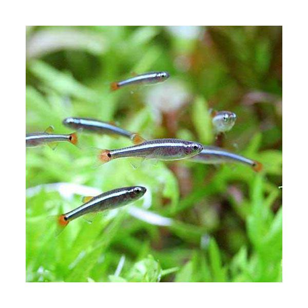 bait_minnow　_aqua　熱帯魚・エビ他　コイ　ラスボラ等　種類で選ぶ　アカヒレ系　アカヒレ　１０匹　小型種　ビギナーにオススメ　Ｔａｎｉｃｈｔｈｙｓ　ａｌｂｏｎｕｂｅｓ　ホワイトクラウドマウテンミノー　コッピー　プアマンズネオン...