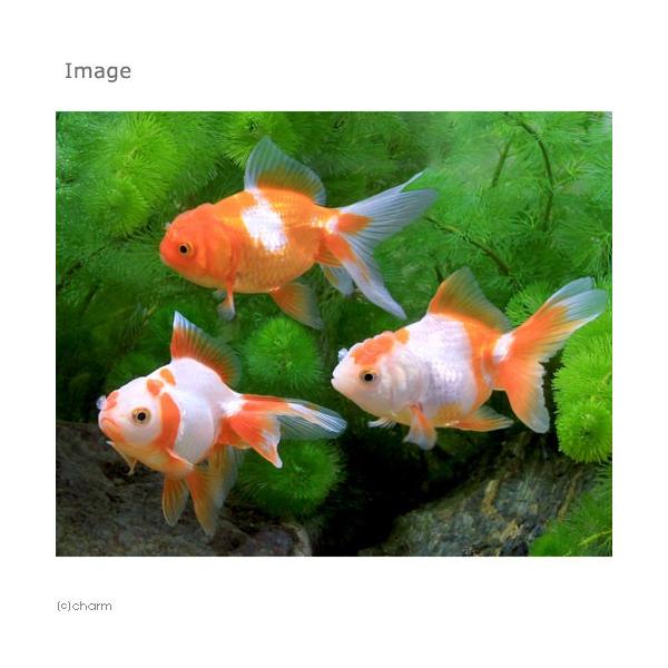 国産金魚）更紗オランダ獅子頭（3匹） 金魚メダカ錦鯉日淡金魚 