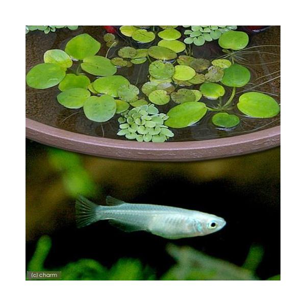 Ｏｒｙｚｉａｓ　ｌａｔｉｐｅｓ　ｖａｒ．　金魚　メダカ　錦鯉　日淡　水草　日本産メダカ　おまかせ浮き草　メダカセット　浮き草　ukikusa_set75　20100705　ＯＳＨ　nittan_medaka_ao　biotope_13061...