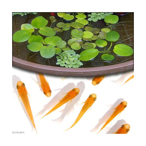 _gardening　Ｏｒｙｚｉａｓ　ｌａｔｉｐｅｓ　ｖａｒ．　金魚　メダカ　錦鯉　日淡　水草　日本産メダカ　おまかせ浮き草　楊貴妃　メダカセット　浮き草　ukikusa_set75　20100705　ＯＳＨ　nittan_medaka_y...