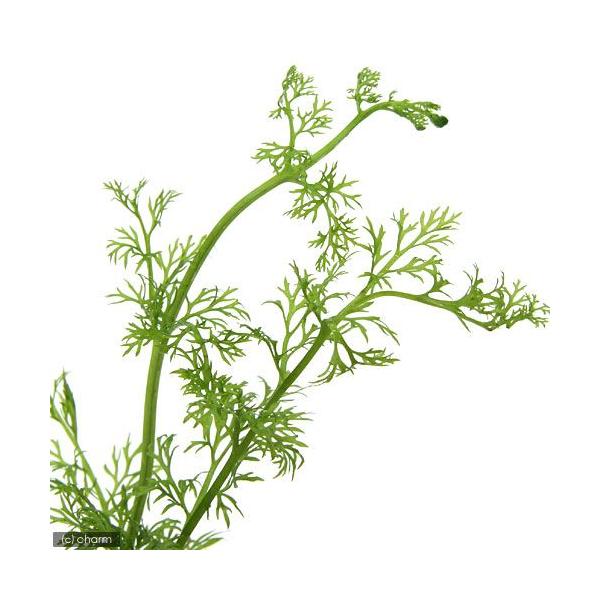 PF_SPQ　熱帯魚　有茎　ハ行　水草　後景草　ギザギザ　ベトナム産スプライトはこちら　wp_kywrd　_aqua　sprite0615　Ceratopteridaceae013　pltb　wptop3_191016　cam241c1ns...