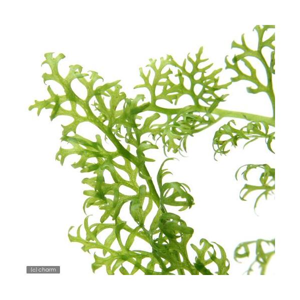 ijAJ@EH[^[XvCgitji_jiUj