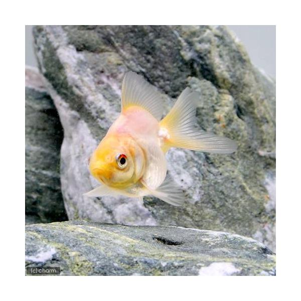 熱帯魚・エビ他　金魚　琉金　20100710　YN　金魚・メダカ・錦鯉・日淡　fish_database　nittan_kingyo_ryukin　国産白琉金　muryotassei_900_999　nittan_ryukin　kin_kn...