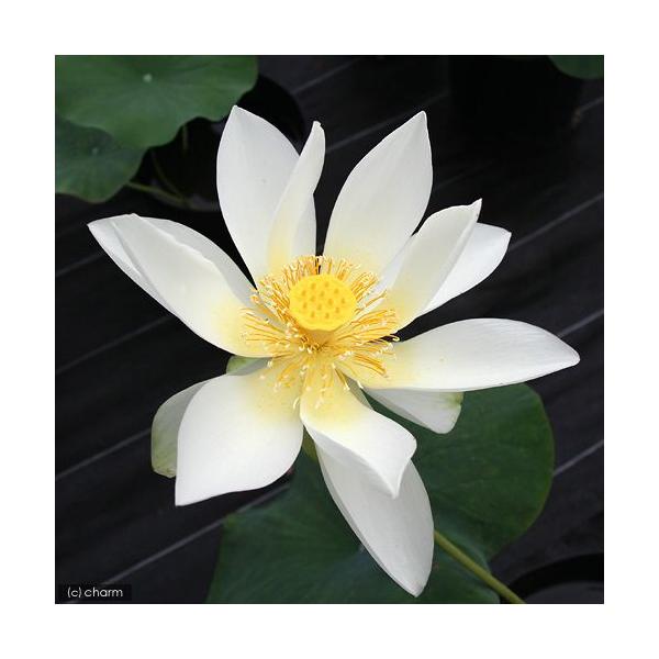 ビオトープ　ガーデニング　水辺植物　ハス　all_plants　20100418　YH　tuihi_rotas0614　発芽待ちハス　set_hasu_kokubohi　xl15ba6rガーデニング　植物　植物生体　ガーデニング生体　育て方...