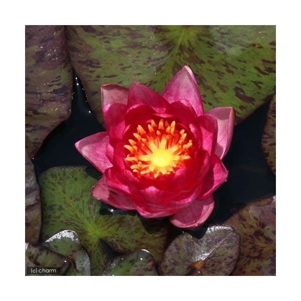 irIg[vj@@ѐ@iXCjiԁj@`_@k@iP|bgjixԁj