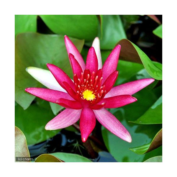 irIg[vj@@ѐ@iXCjiԁj@qhD@oCIbg@g@u@iP|bgjixԁj