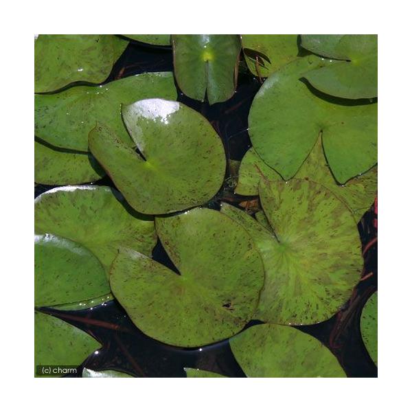 irIg[vj@@ѐ@iXCjij@R[l@`i@EF`@b@`i@v@iP|bgjixԁj