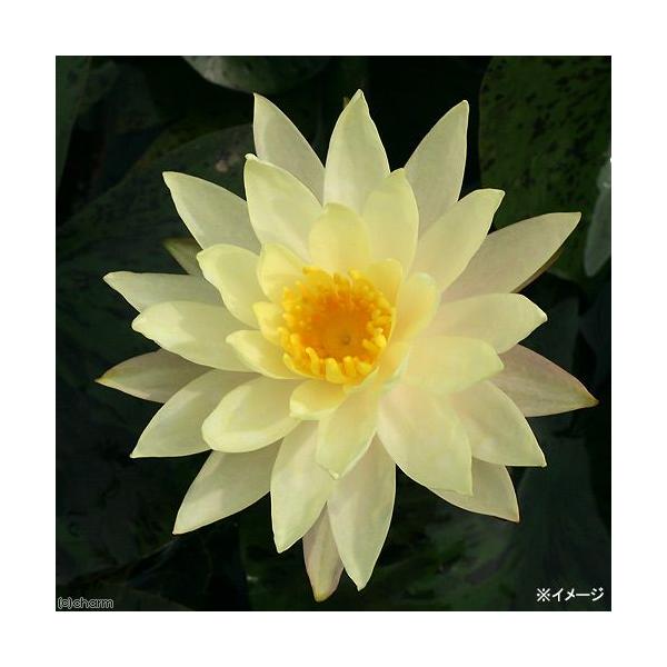 スイレン　睡蓮　栽培　育て方　ビオトープ　温帯性スイレン　スイレンまつり　ガーデニング　水辺植物　イエロー　温帯性　all_plants　YH　father_yellow　20110212　ontaiseisuiren　温帯性睡蓮シリーズ　...