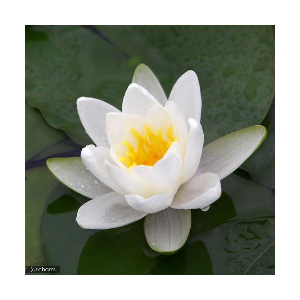 irIg[vj@@ѐ@iXCjij@o[WiX@ur@iP|bgjixԁj