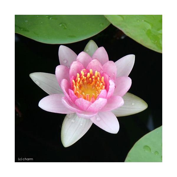 irIg[vj@@ѐ@iXCjij@`X@br@iP|bgjixԁj