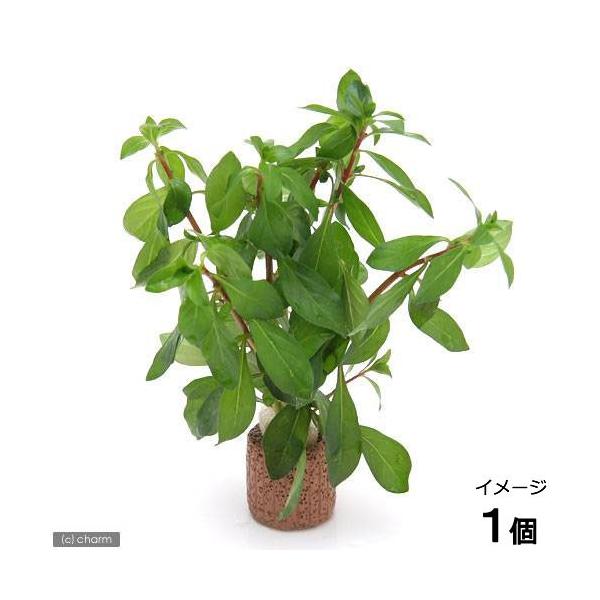 ijCt}`ijhEBWA@uryXitji_jiPj