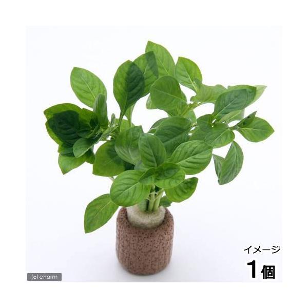 ijCt}`ijhEBWA@yX@O[itji_jiPj