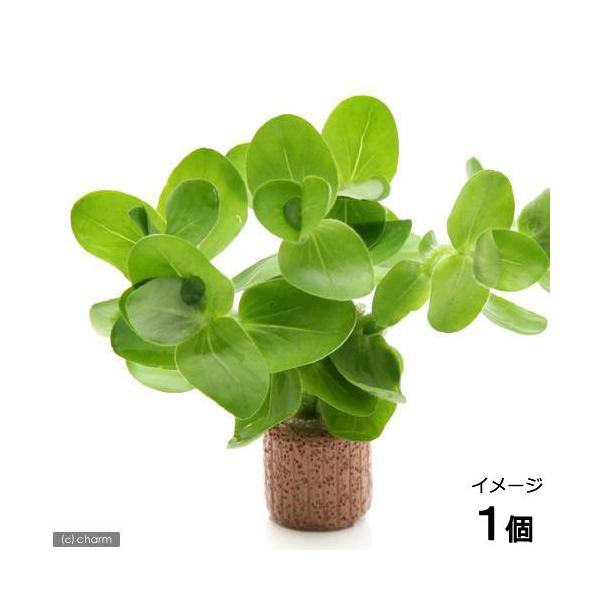 ijCt}`ijCG[oRpitji_jiPj