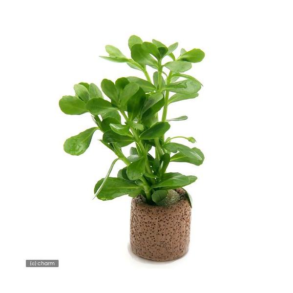 ijCt}`ijoRp@jGitji_jiPj