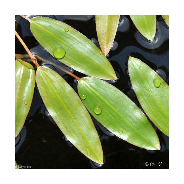 チャーム（charm） （ビオトープ）水生植物 ヒルムシロ（3株） 浮葉
